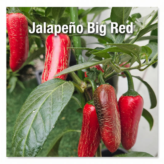 Chili "Jalapeno Big Red"
