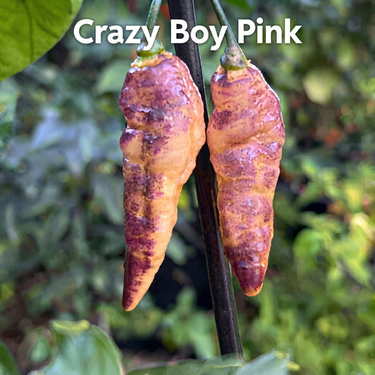 Chili "Crazy Boy Pink"