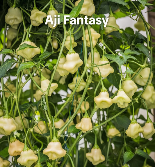 Chili "Aji Fantasy"