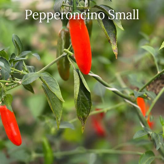 Chili "Pepperoncino Small"