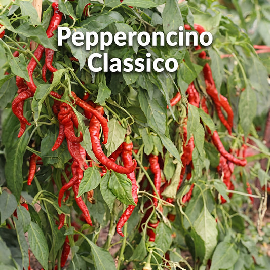 Chili "Pepperoncino Classico"