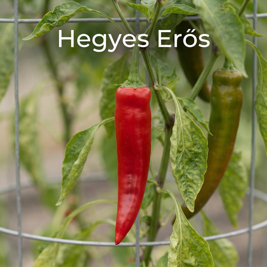 Chili "Hegyes Eros"