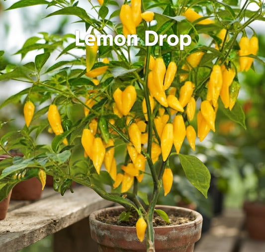 Chili "Lemon Drop"