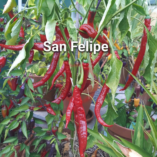 Chili "San Felipe"