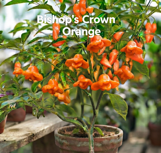 Chili "Bishops Crown Orange"