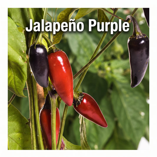 Chili "Jalapeno Purple"