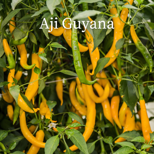Chili "Aji Guyana"