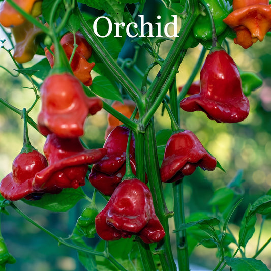 Chili "Orchid"
