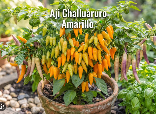 Chili "Aji Challuaruro Amarillo"