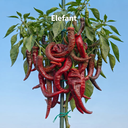 Chili "Elefant"