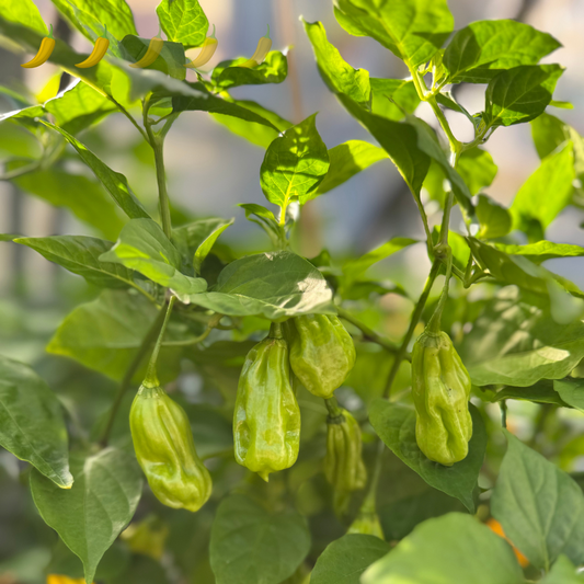 Chili "Goronong"