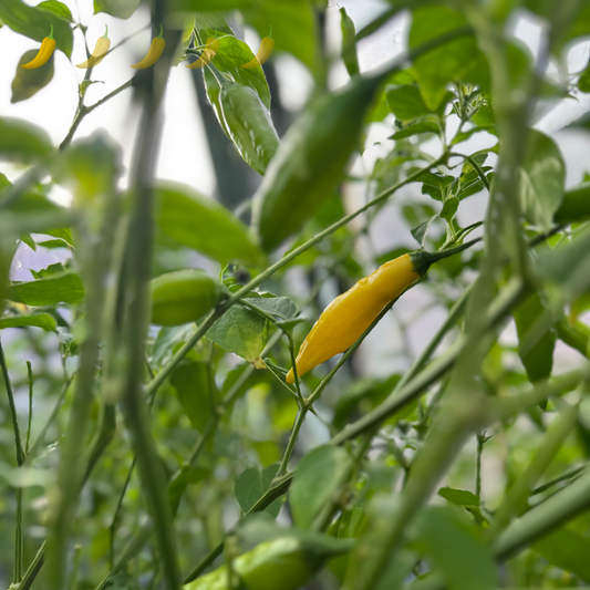 Chili "Habanero Lemon"
