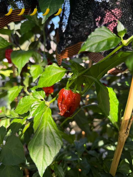 Chili "Carolina Reaper Brown"