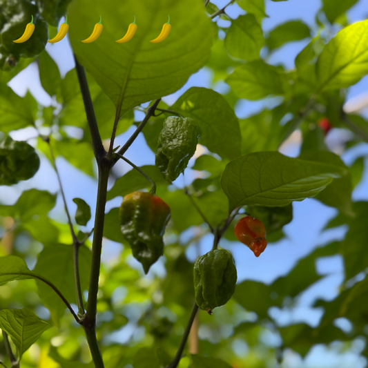 Chili "Carolina Reaper Red"