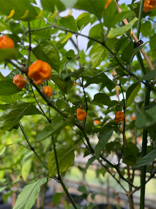 Chili "Carolina Reaper Yellow"