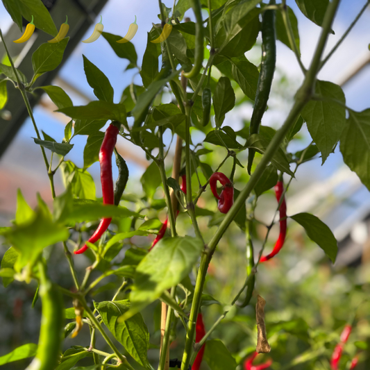 Chili "Thai Ladyfinger"