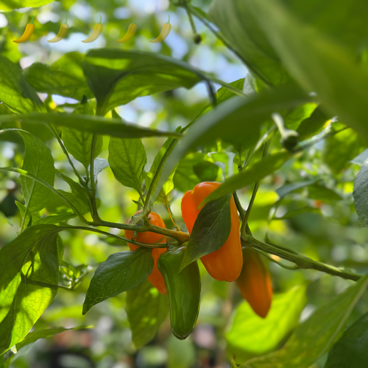 Paprika "Hamik"