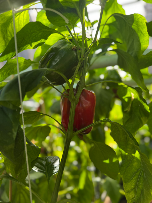 Paprika "Yoyoma"