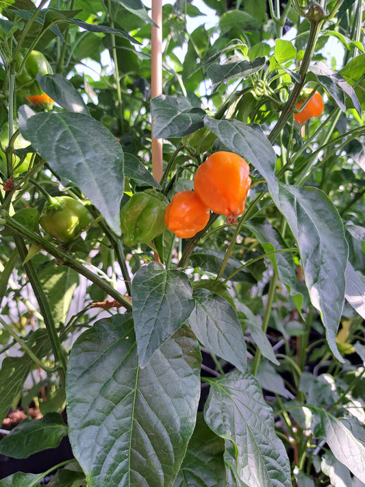 Chili "Aji Mango"