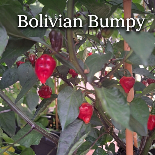 Chili "Bolivian Bumpy Carmen"