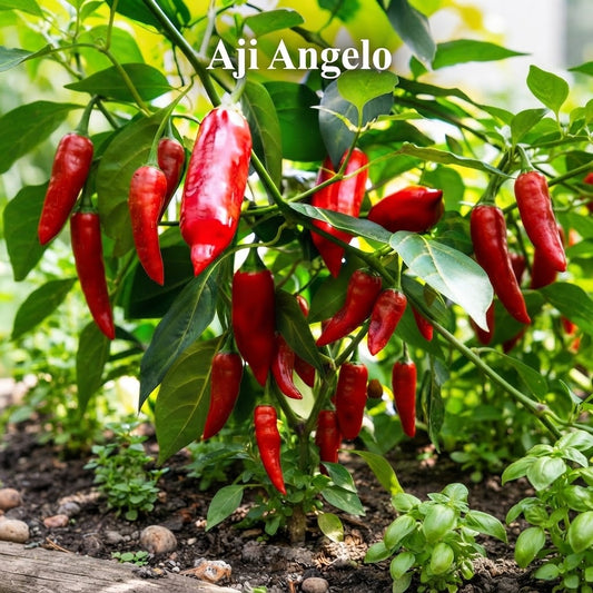 Chili "Aji Angelo"