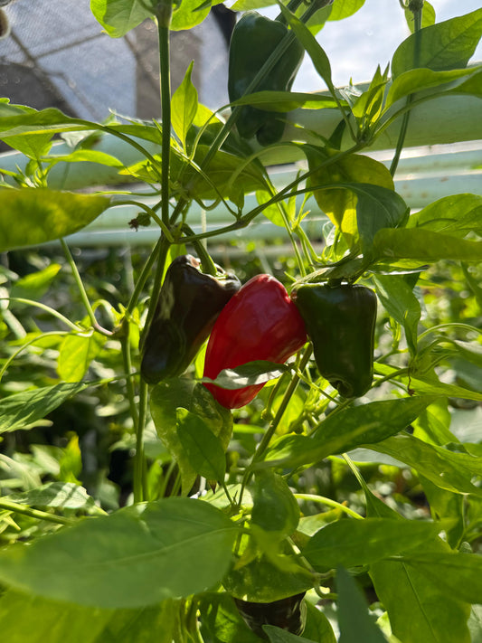 Paprika "Türkische Gewürzpaprika"