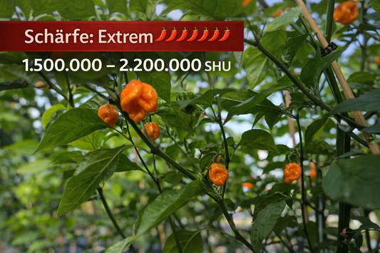 Chili "Carolina Reaper Yellow"