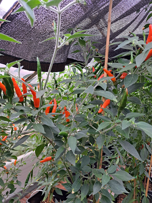 Chili "Goat´s Weed Orange"