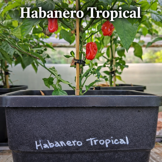 Setzling Chili "Habanero Tropical Red"