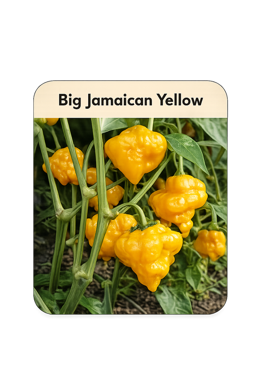 Setzling Chili "Big Jamaican Yellow"