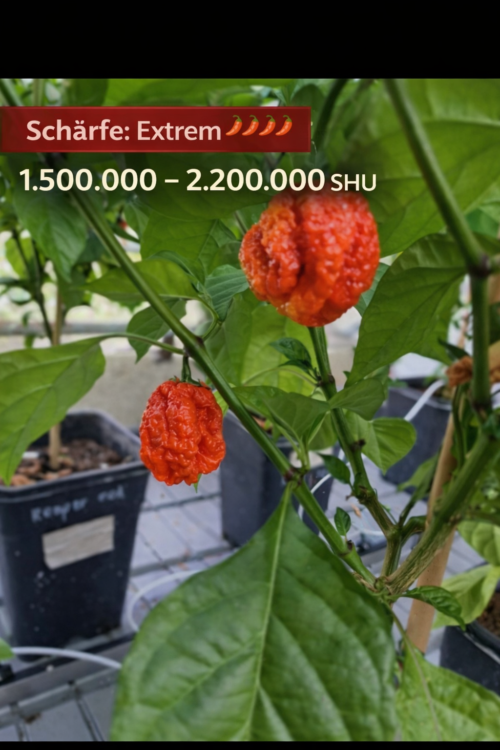 Setzling Chili "Carolina Reaper Red"
