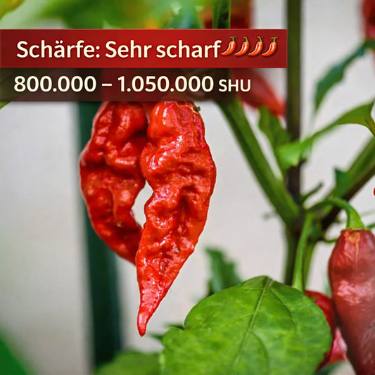 Chili "GHOSTCHILI' Bhut Jolokia"