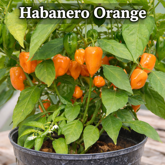 Setzling Chili "Habanero Orange"