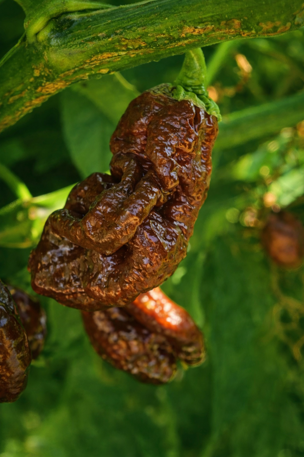 Chili "Goronong Chocolate"