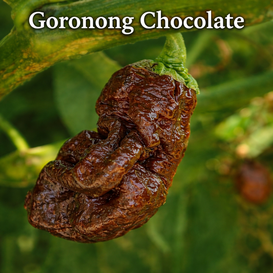 Setzling Chili "Goronong Chocolate"