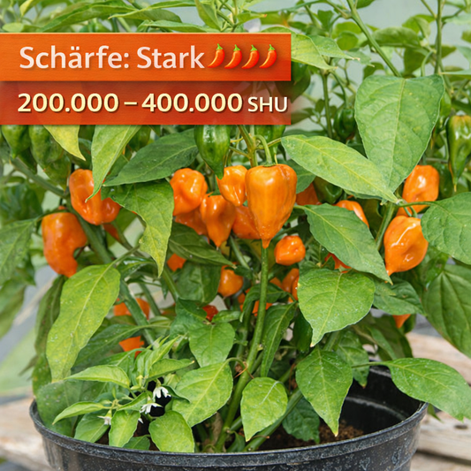 Chili "Habanero Orange"