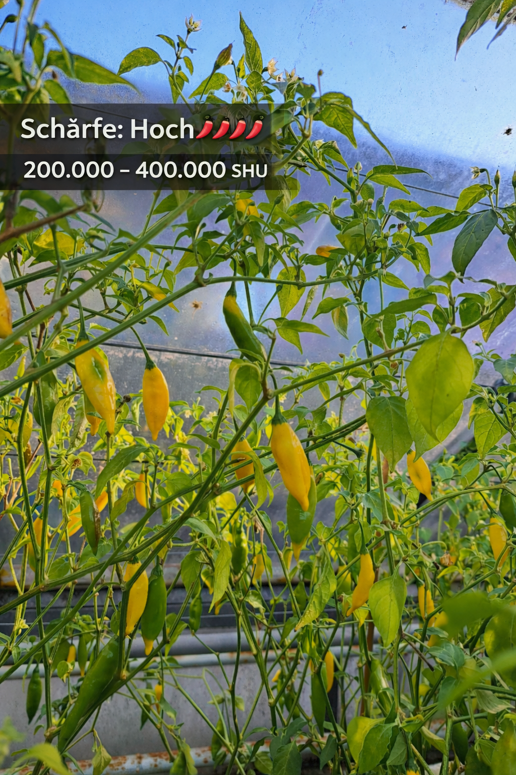 Chili "Habanero Lemon"