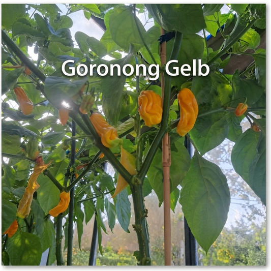 Chili "Goronong"