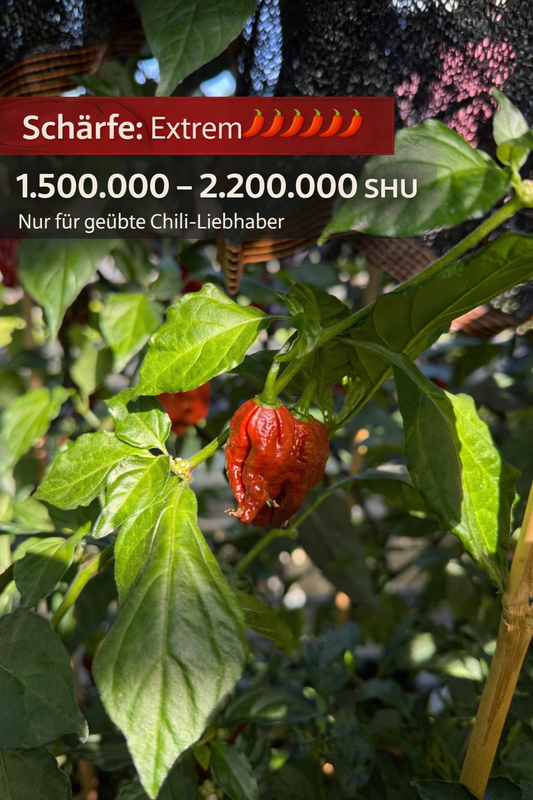 Chili "Carolina Reaper Brown"