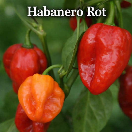 Setzling Chili "Habanero Rot"