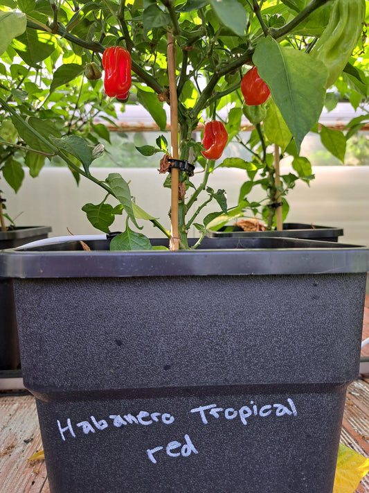 Chili "Habanero Tropical Red"