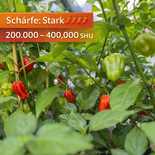 Chili "Habanero Tropical Red"