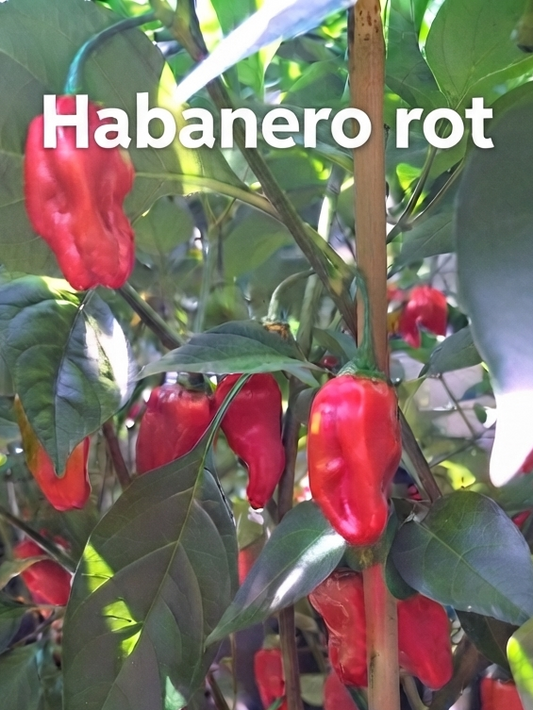 Chili "Habanero Rot"