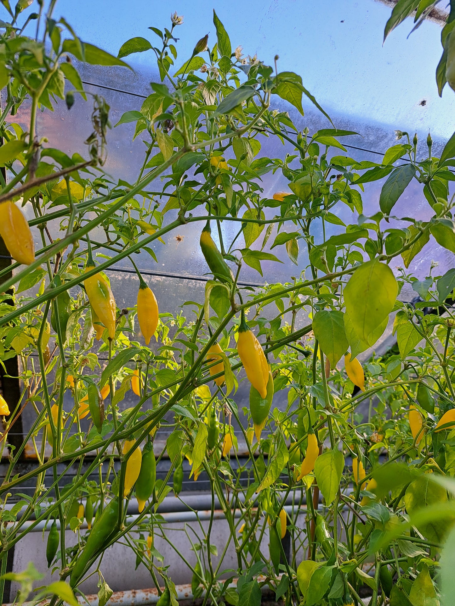 Chilipulver "Habanero Lemon"