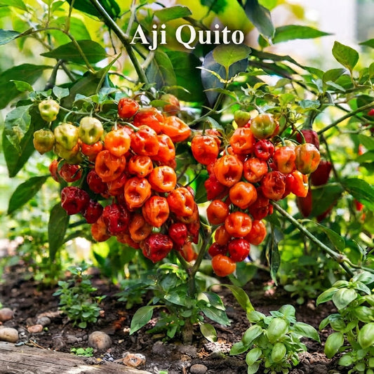 Chili "Aji Quito"