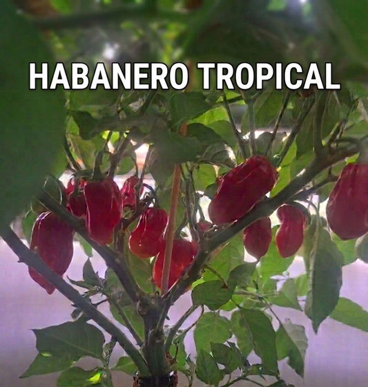Chili "Habanero Tropical Red"
