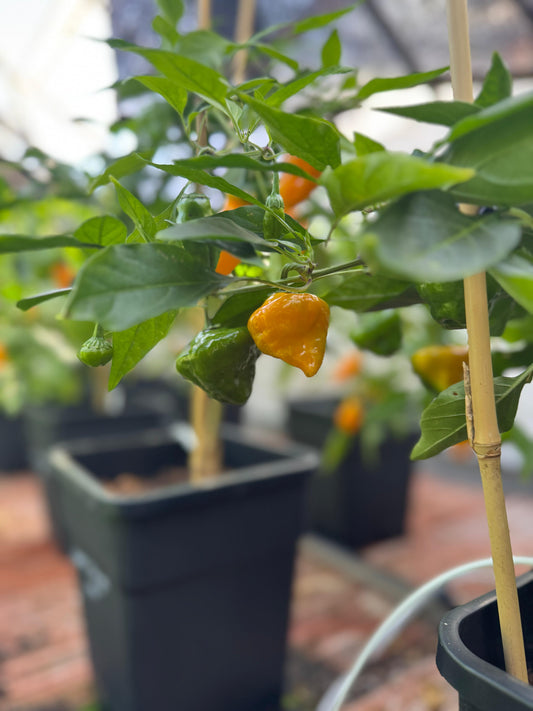 Chili "Big Jamaican Yellow"