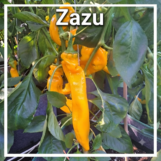 Paprika "Zazu"
