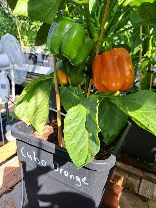 Setzling Paprika "Cubo Orange"