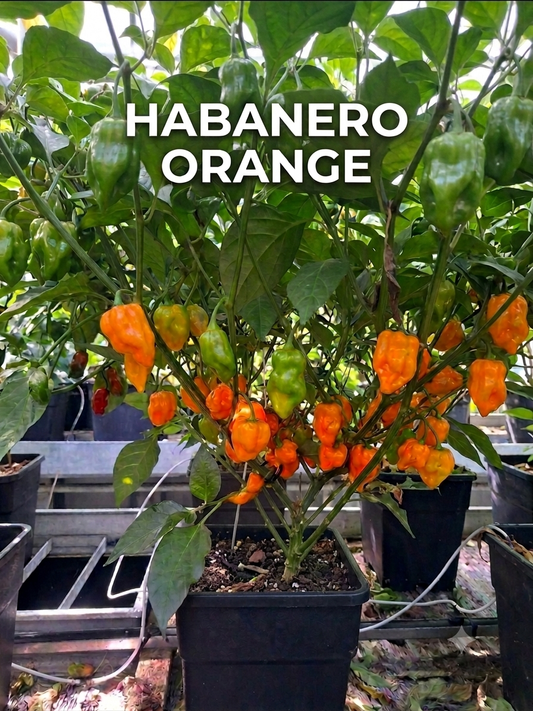 Chili "Habanero Orange"